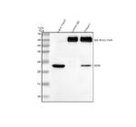 RAN Antibody in Western Blot (WB)