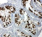 RBL1 Polyclonal Antibody