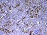 RBP4 Antibody in Immunohistochemistry (Paraffin) (IHC (P))