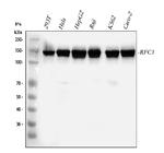 RFC1 Antibody in Western Blot (WB)