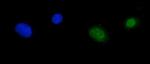 RPA70 Polyclonal Antibody