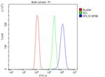 RPL19 Antibody in Flow Cytometry (Flow)