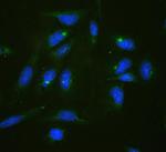 RPL19 Polyclonal Antibody