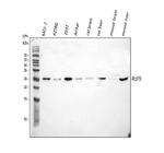 RPL19 Antibody in Western Blot (WB)