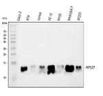 MPS1 Antibody in Western Blot (WB)