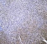 RXRA Antibody in Immunohistochemistry (Paraffin) (IHC (P))