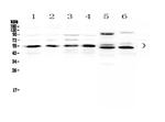 RXRA Antibody in Western Blot (WB)