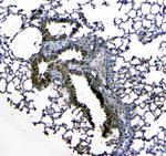 Uteroglobin Polyclonal Antibody