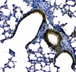 Uteroglobin Polyclonal Antibody