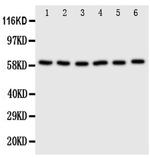 SCLY Polyclonal Antibody
