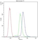SCRIB Antibody in Flow Cytometry (Flow)