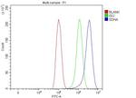 SDHA Antibody in Flow Cytometry (Flow)