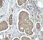 SDHA Antibody in Immunohistochemistry (Paraffin) (IHC (P))