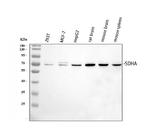SDHA Antibody in Western Blot (WB)