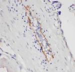 P-Selectin (CD62P) Antibody in Immunohistochemistry (Paraffin) (IHC (P))