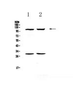 P-Selectin (CD62P) Polyclonal Antibody