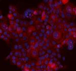 Maspin Antibody in Immunocytochemistry (ICC/IF)