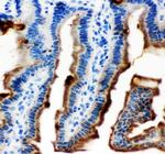 Maspin Antibody in Immunohistochemistry (Paraffin) (IHC (P))