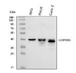 Maspin Antibody in Western Blot (WB)