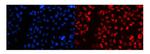 SF1 Polyclonal Antibody