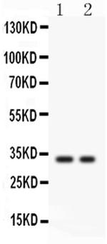 SFRP2 Polyclonal Antibody