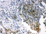 SHC Polyclonal Antibody