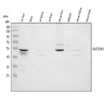 NTCP Antibody in Western Blot (WB)