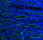 SLC12A1 Antibody in Immunohistochemistry (Paraffin) (IHC (P))
