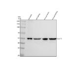 GLUT5 Antibody in Western Blot (WB)
