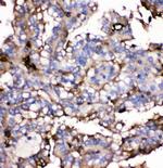 GLUT9 Polyclonal Antibody