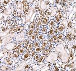 Band 3 Antibody in Immunohistochemistry (Paraffin) (IHC (P))