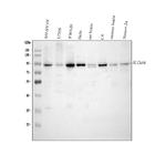 SLC6A4 Antibody in Western Blot (WB)