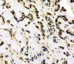 SNRPN Antibody in Immunohistochemistry (Paraffin) (IHC (P))