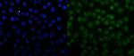 SNRPN Polyclonal Antibody