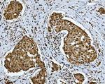 SNRPN Antibody in Immunohistochemistry (Paraffin) (IHC (P))