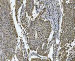 SNRPN Antibody in Immunohistochemistry (Paraffin) (IHC (P))
