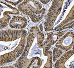 SNRPN Antibody in Immunohistochemistry (Paraffin) (IHC (P))
