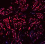 SNRPN Antibody in Immunohistochemistry (Paraffin) (IHC (P))