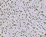 SNRPN Antibody in Immunohistochemistry (Paraffin) (IHC (P))