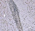 SNRPN Antibody in Immunohistochemistry (Paraffin) (IHC (P))