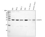 SNRPN Antibody in Western Blot (WB)