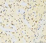 SOX10 Antibody in Immunohistochemistry (Paraffin) (IHC (P))