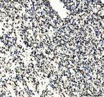 SOX10 Antibody in Immunohistochemistry (Paraffin) (IHC (P))