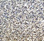 SOX10 Antibody in Immunohistochemistry (Paraffin) (IHC (P))