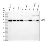 SOX10 Antibody in Western Blot (WB)
