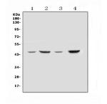 SOX3 Polyclonal Antibody
