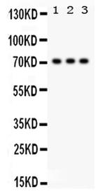 SP2 Polyclonal Antibody