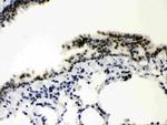SP3 Antibody in Immunohistochemistry (Paraffin) (IHC (P))