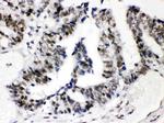 SP3 Polyclonal Antibody