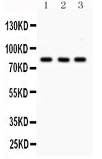 SP3 Antibody in Western Blot (WB)